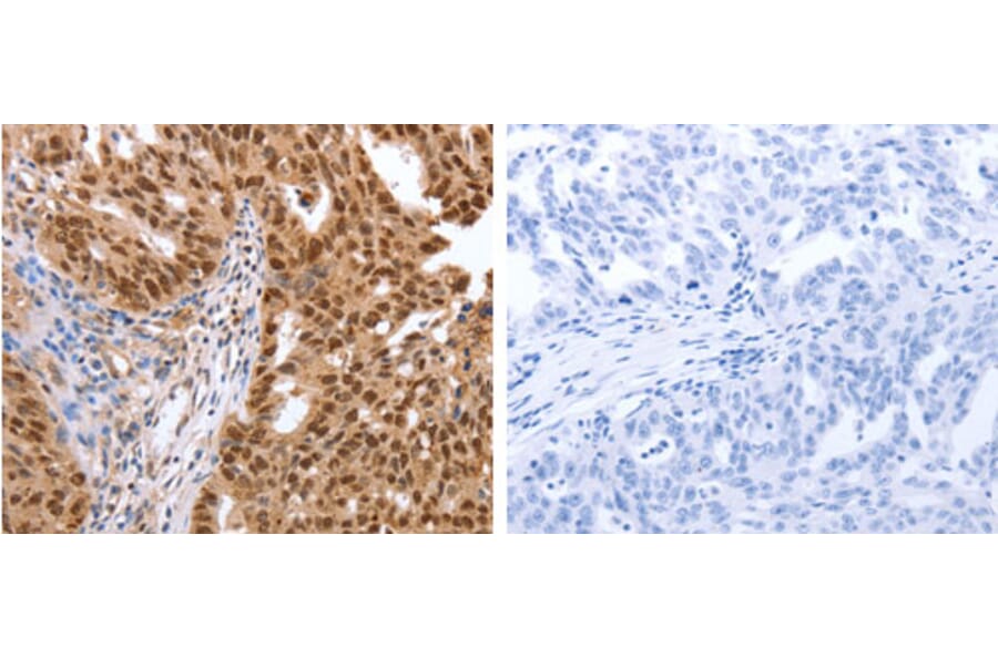 PARP1 Antibody from Signalway Antibody (31288) - Antibodies.com