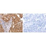 PARP1 Antibody from Signalway Antibody (31288) - Antibodies.com