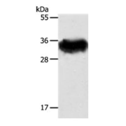 STX1A Antibody from Signalway Antibody (31295) - Antibodies.com