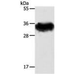 STX1A Antibody from Signalway Antibody (31295) - Antibodies.com
