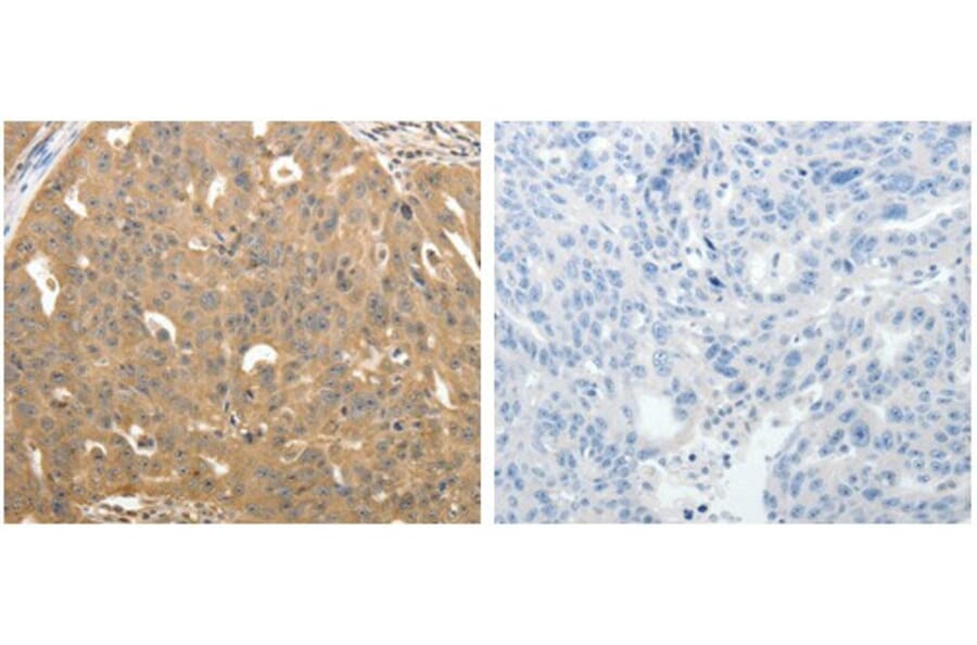 STX1A Antibody from Signalway Antibody (31295) - Antibodies.com