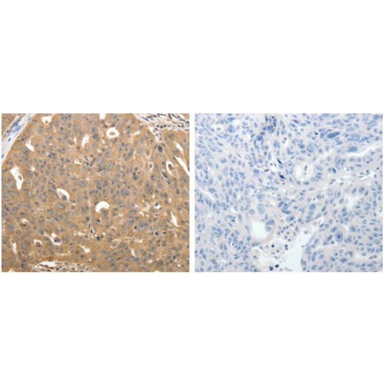 STX1A Antibody from Signalway Antibody (31295) - Antibodies.com