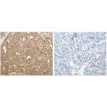 STX1A Antibody from Signalway Antibody (31295) - Antibodies.com