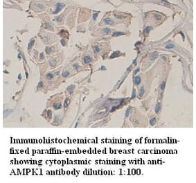 AMPK1 Antibody from Signalway Antibody (39316) - Antibodies.com