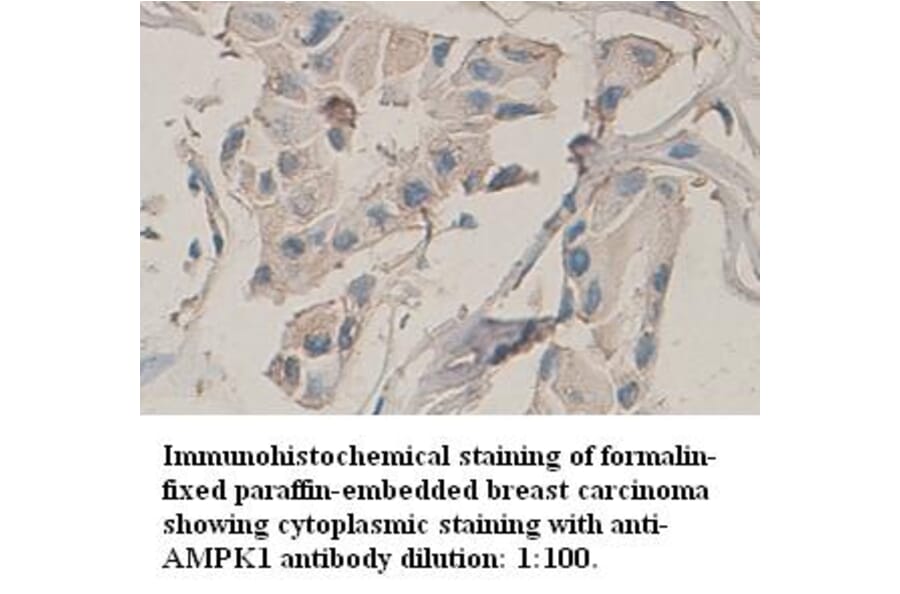 AMPK1 Antibody from Signalway Antibody (39316) - Antibodies.com