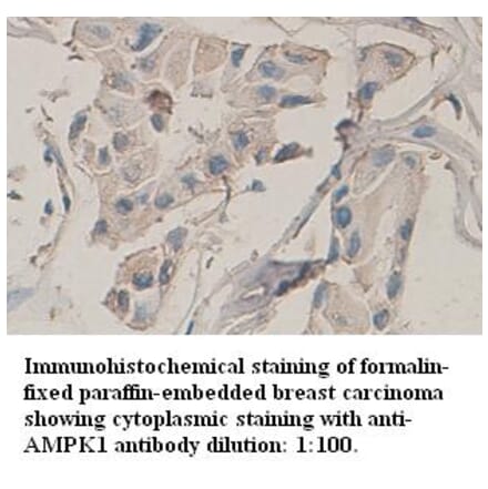 AMPK1 Antibody from Signalway Antibody (39316) - Antibodies.com