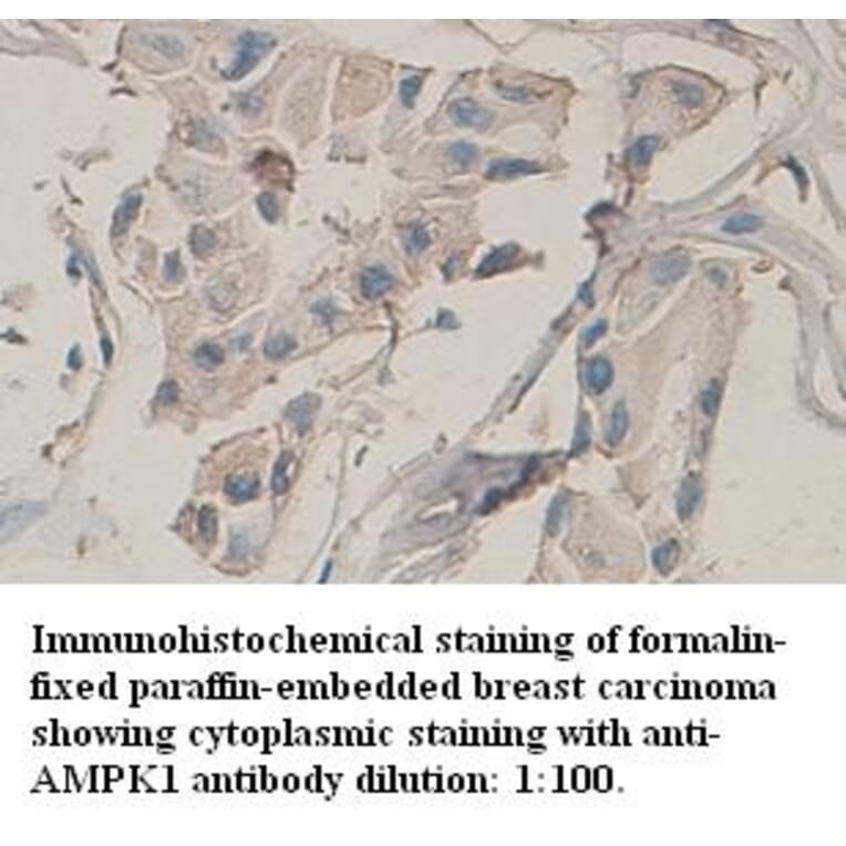 AMPK1 Antibody from Signalway Antibody (39316) - Antibodies.com
