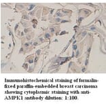 AMPK1 Antibody from Signalway Antibody (39316) - Antibodies.com