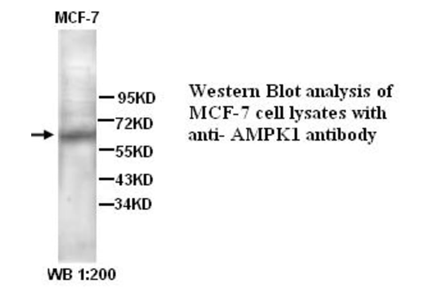 AMPK1 Antibody from Signalway Antibody (39316) - Antibodies.com