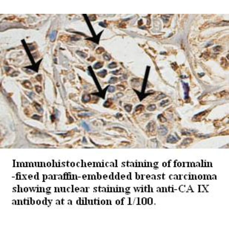 CA IX Antibody from Signalway Antibody (39324) - Antibodies.com