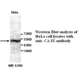 CA IX Antibody from Signalway Antibody (39324) - Antibodies.com