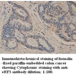GSPT1 Antibody from Signalway Antibody (39327) - Antibodies.com