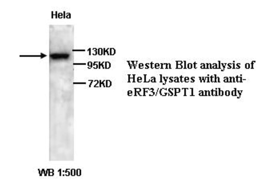 GSPT1 Antibody from Signalway Antibody (39327) - Antibodies.com