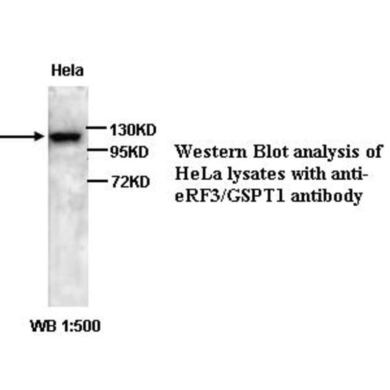 GSPT1 Antibody from Signalway Antibody (39327) - Antibodies.com