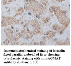 AGMAT Antibody from Signalway Antibody (39347) - Antibodies.com