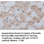 AGMAT Antibody from Signalway Antibody (39347) - Antibodies.com