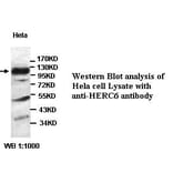 HERC6 Antibody from Signalway Antibody (39442) - Antibodies.com
