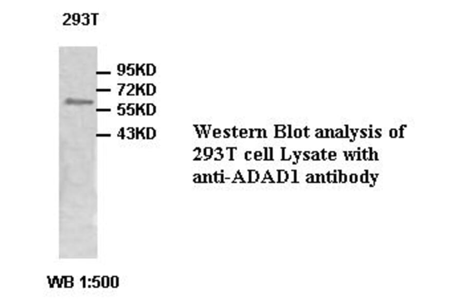 ADAD1 Antibody from Signalway Antibody (39480) - Antibodies.com