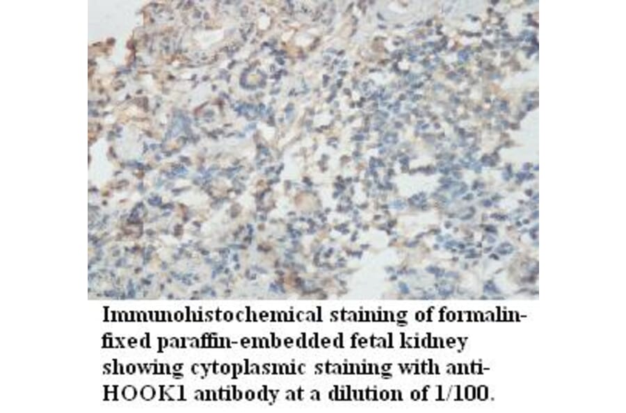 HOOK1 Antibody from Signalway Antibody (39489) - Antibodies.com