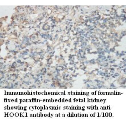 HOOK1 Antibody from Signalway Antibody (39489) - Antibodies.com