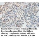 HOOK1 Antibody from Signalway Antibody (39489) - Antibodies.com