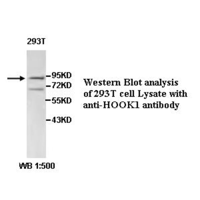 HOOK1 Antibody from Signalway Antibody (39489) - Antibodies.com