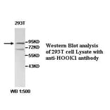 HOOK1 Antibody from Signalway Antibody (39489) - Antibodies.com