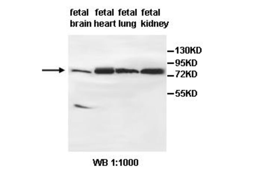 AGAP9 Antibody from Signalway Antibody (39492) - Antibodies.com