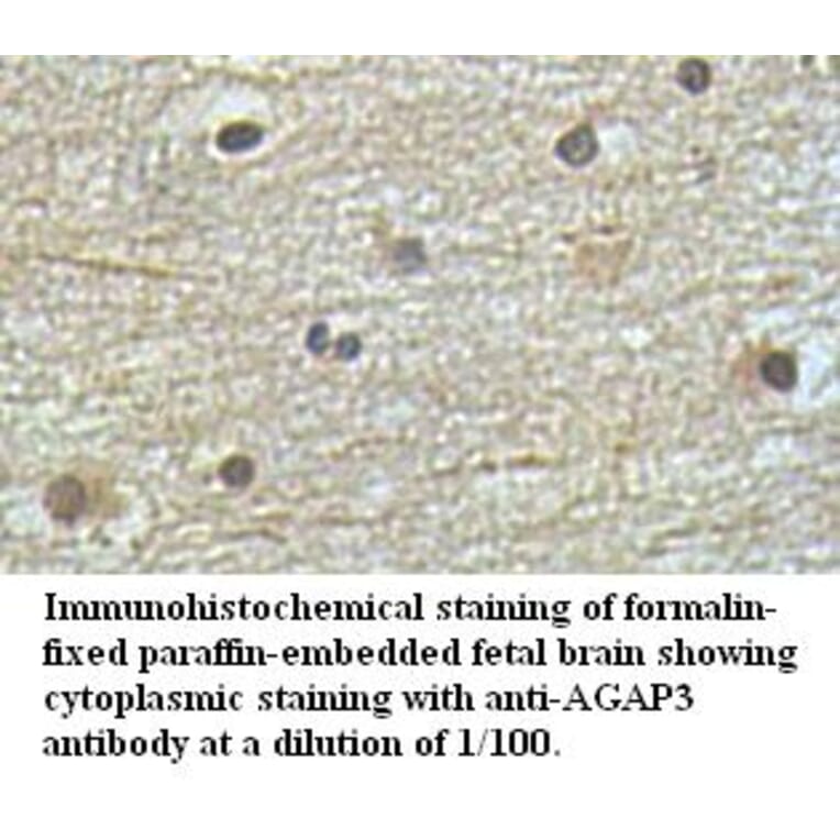 AGAP3 Antibody from Signalway Antibody (39494) - Antibodies.com