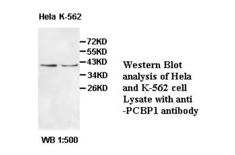 PCBP1 Antibody from Signalway Antibody (39508) - Antibodies.com
