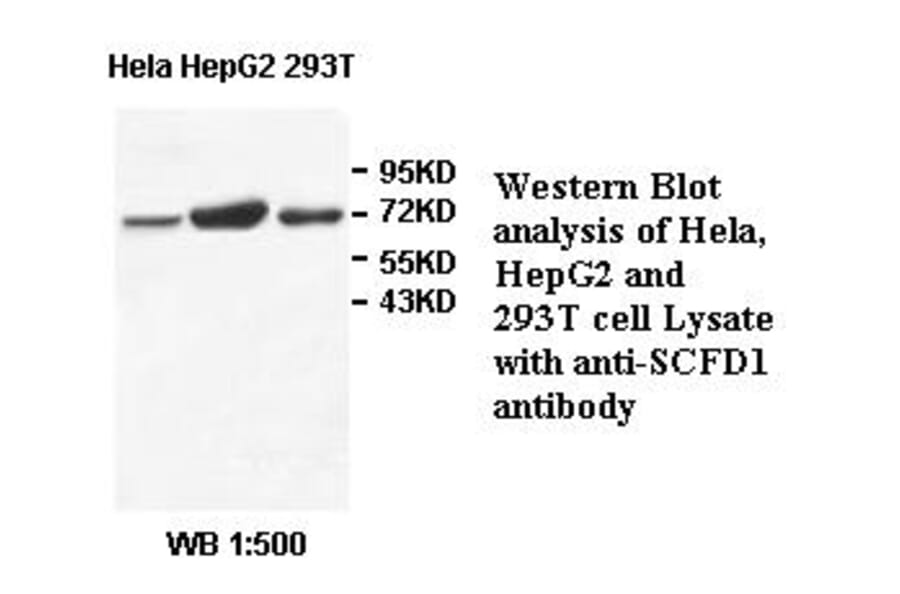 SCFD1 Antibody from Signalway Antibody (39510) - Antibodies.com