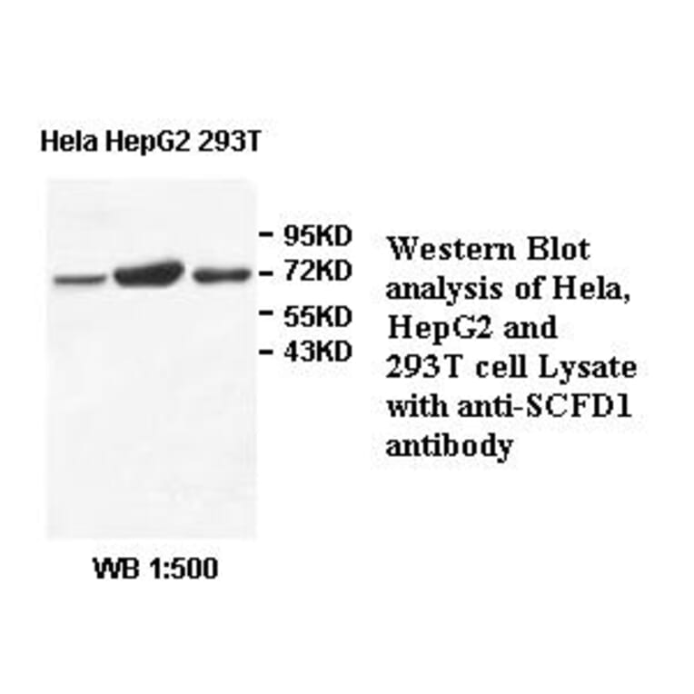 SCFD1 Antibody from Signalway Antibody (39510) - Antibodies.com