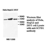 SCFD1 Antibody from Signalway Antibody (39510) - Antibodies.com