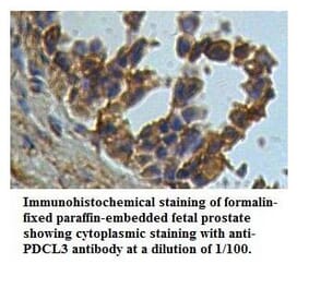 PDCL3 Antibody from Signalway Antibody (39533) - Antibodies.com