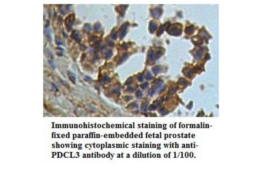 PDCL3 Antibody from Signalway Antibody (39533) - Antibodies.com