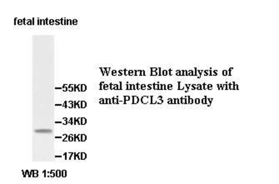 PDCL3 Antibody from Signalway Antibody (39533) - Antibodies.com