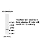 PDCL3 Antibody from Signalway Antibody (39533) - Antibodies.com