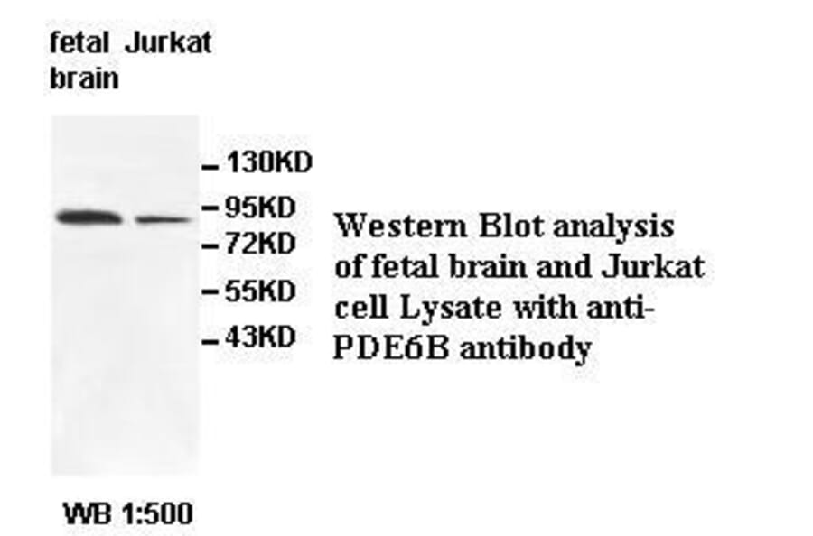 PDE6B Antibody from Signalway Antibody (39535) - Antibodies.com
