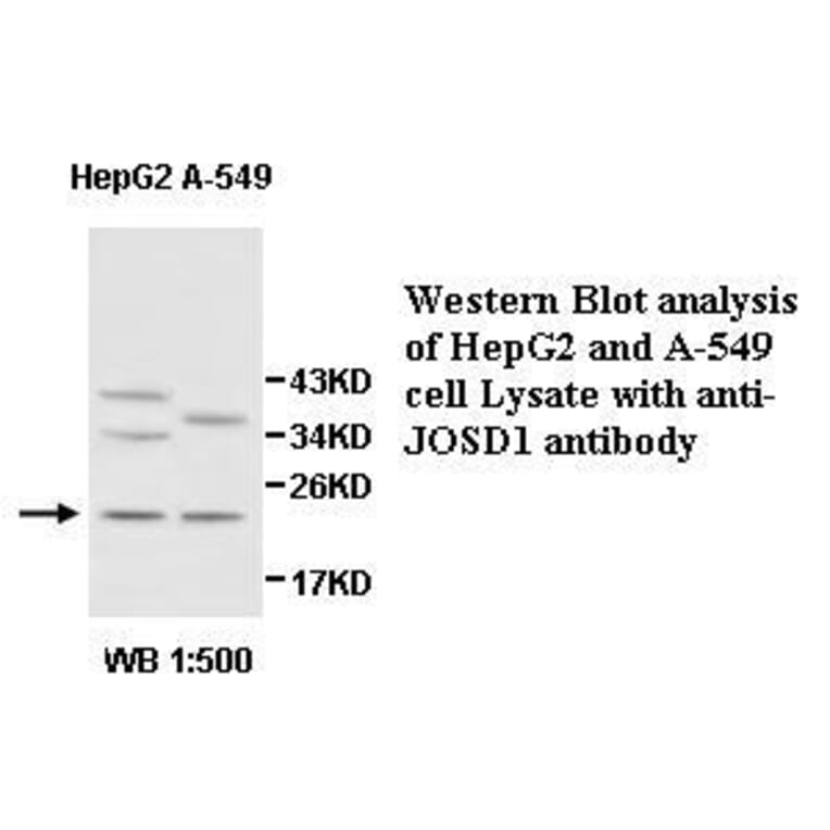 AntiJOSD1 Antibody (A48210)