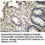 PINX1 Antibody from Signalway Antibody (39638) - Antibodies.com