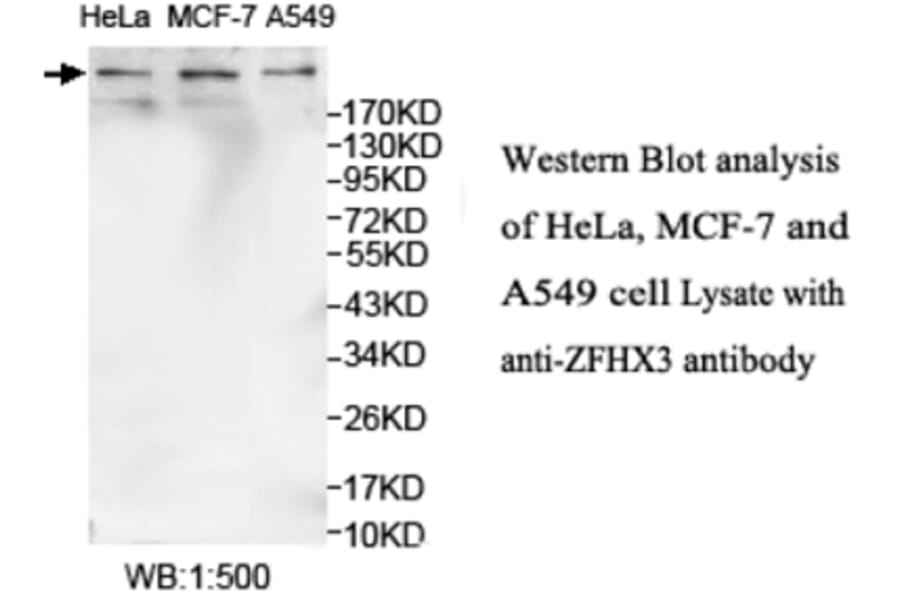 ZFHX3 Antibody from Signalway Antibody (39695) - Antibodies.com