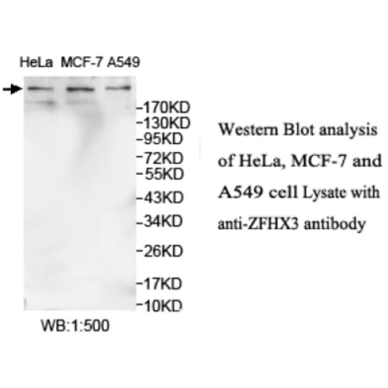 ZFHX3 Antibody from Signalway Antibody (39695) - Antibodies.com