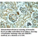 MRPP3 Antibody from Signalway Antibody (39698) - Antibodies.com