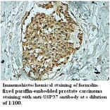 USP37 Antibody from Signalway Antibody (39705) - Antibodies.com
