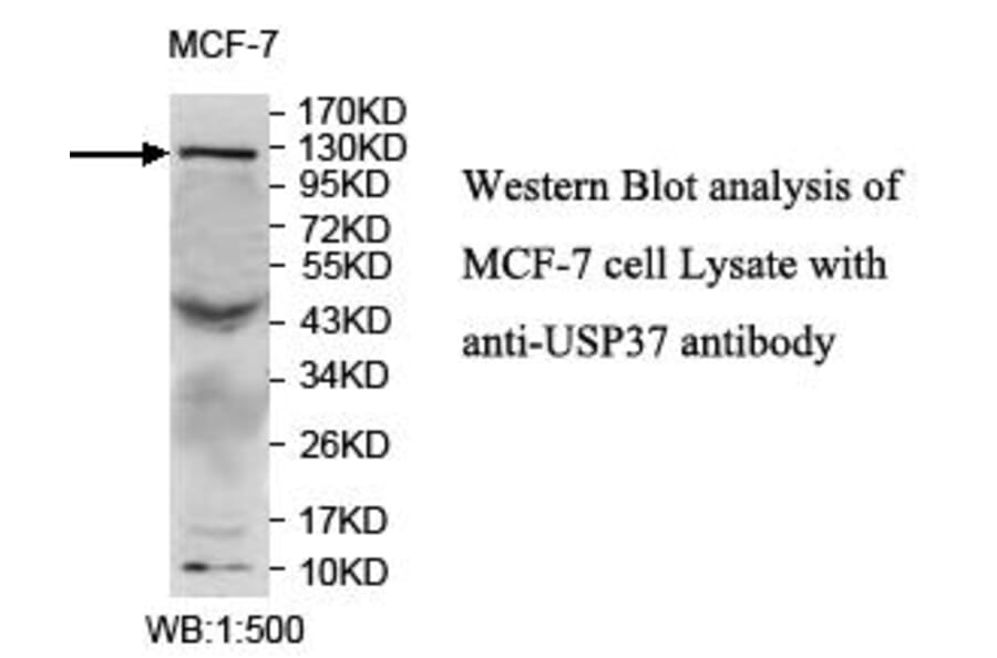 USP37 Antibody from Signalway Antibody (39705) - Antibodies.com
