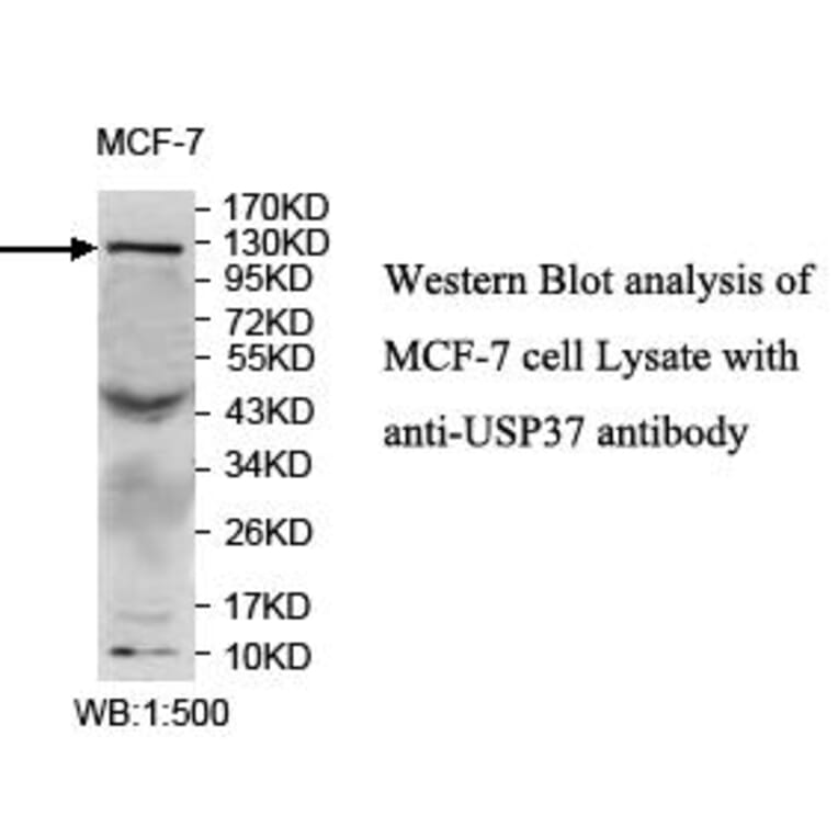 USP37 Antibody from Signalway Antibody (39705) - Antibodies.com