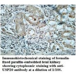 USP20 Antibody from Signalway Antibody (39706) - Antibodies.com
