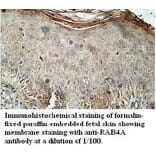 RAB4A Antibody from Signalway Antibody (39710) - Antibodies.com