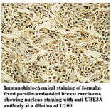 UBE3A Antibody from Signalway Antibody (39741) - Antibodies.com