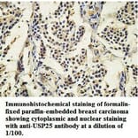 USP25 Antibody from Signalway Antibody (39749) - Antibodies.com